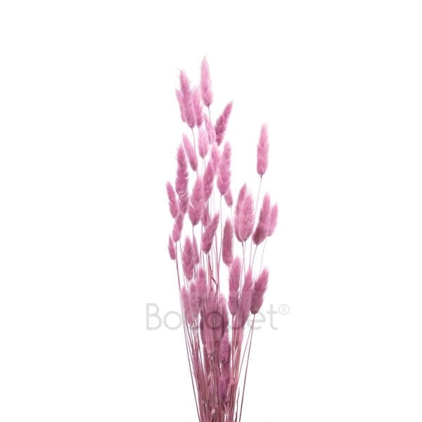 ΡΟΖ LAGURUS / NATURAL PINK LAGURUS