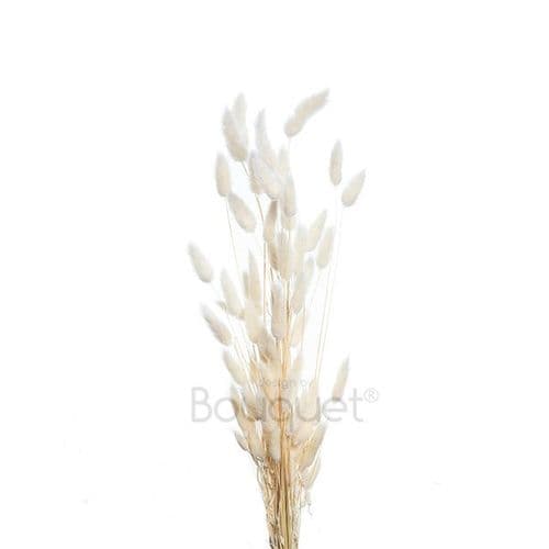 ΑΣΠΡΟ LAGURUS / NATURAL WHITE LAGURUS