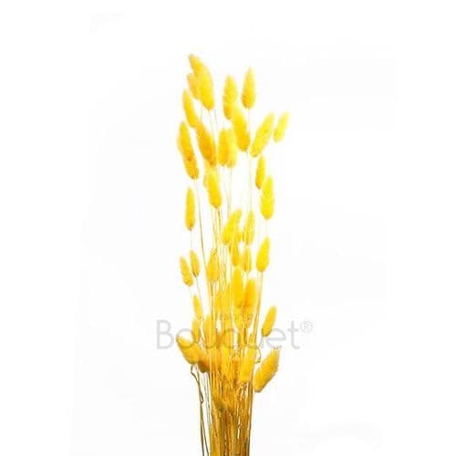 ΚΙΤΡΙΝΟ LAGURUS / NATURAL YELLOW LAGURUS
