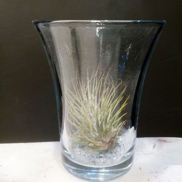 Αερόφυτο Τιλάνσια σε γυάλα - Large Tillandsia Ioantha Airplant