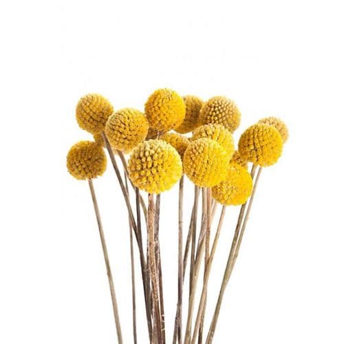 ΦΥΣΙΚΗ ΑΠΟΞΗΡΑΜΕΝΗ ΚΡΑΣΠΕΔΙΑ / NATURAL DRIED CRASPEDIA