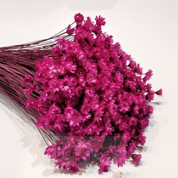 ΓΛΙΞΙΑ ΦΟΥΞΙΑ / NATURAL FUCSIA GLIXIA