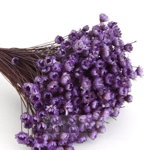 ΓΛΙΞΙΑ ΛΙΛΑ / NATURAL LILAC GLIXIA