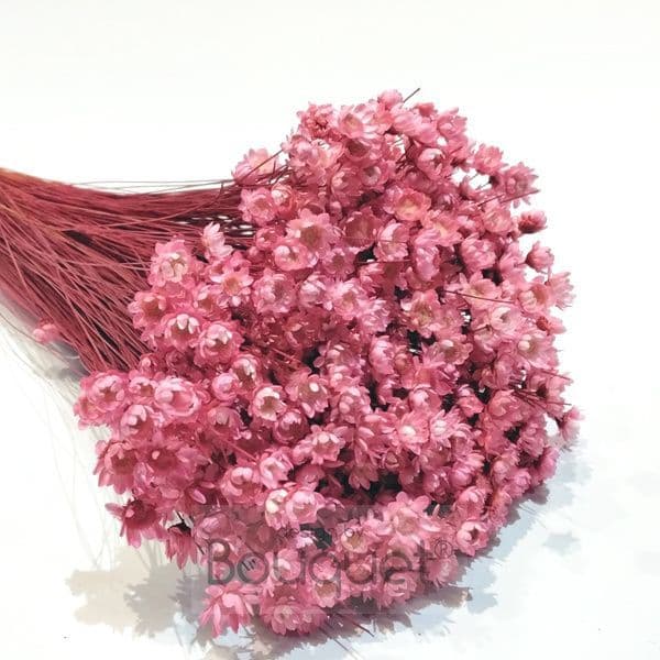Pink Gentialia / NATURAL PINK GLIXIA