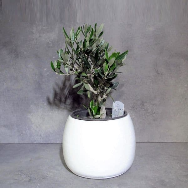 Ελιά - Olive Olea Europaea μέσα σε κεραμικό κασπό