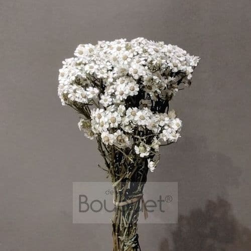 ΦΥΣΙΚΗ ΑΠΟΞΗΡΑΜΕΝΗ OXODIA / DRIED NATURAL OXODIA