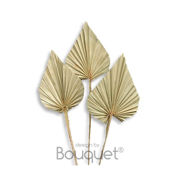 ΦΥΣΙΚΑ ΑΠΟΞΗΡΑΜΕΝΑ ΦΥΛΛΑ PALM SPEAR
