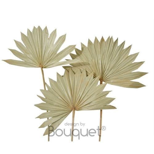 ΦΥΣΙΚΑ ΑΠΟΞΗΡΑΜΕΝΑ PALM SUN LEAVES