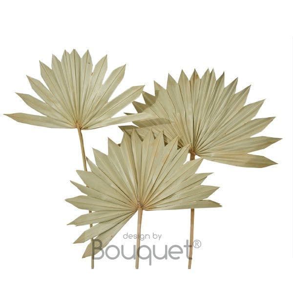 ΦΥΣΙΚΑ ΑΠΟΞΗΡΑΜΕΝΑ PALM SUN LEAVES