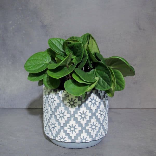 Μίνι Πεπερόμια - Peperomia Rana Verde σε κεραμικό κασπό