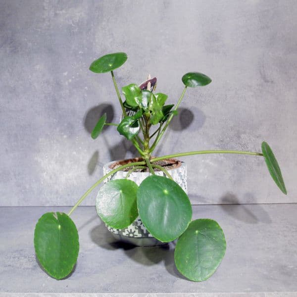 Πιλέα Πεπερόμια - Pilea Peperomioides μέσα σε κεραμικό κασπό