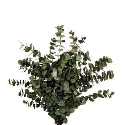 ΔΙΑΤΗΡΗΜΕΝΟΣ ΕΥΚΑΛΥΠΤΟΣ ΠΡΑΣΙΝΟ / PRESERVED EUCALYPTUS GREEN