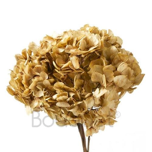 ΚΕΡΩΜΕΝΕΣ ΟΡΤΑΝΣΙΕΣ ΜΠΕΖ / PRESERVED HYDRANGEAS BEIGE