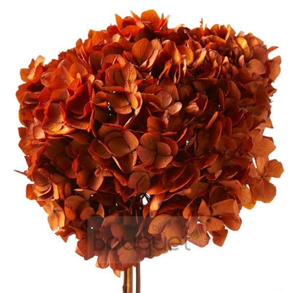 ΚΕΡΩΜΕΝΕΣ ΟΡΤΑΝΣΙΕΣ ΚΑΜΜΕΝΟ ΠΟΡΤΟΚΑΛΙ / PRESERVED HYDRANGEAS BURNT ORANGE