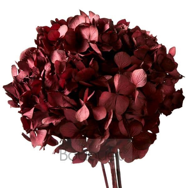 ΚΕΡΩΜΕΝΕΣ ΟΡΤΑΝΣΙΕΣ ΚΟΚΚΙΝΟ ΒΥΖΑΝΤΙΝΟ / PRESERVED HYDRANGEAS BYZANTINE