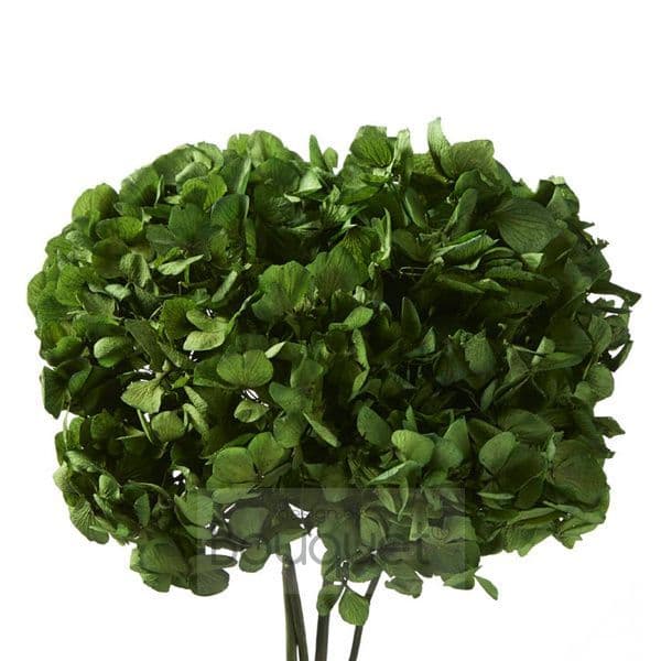 ΚΕΡΩΜΕΝΕΣ ΟΡΤΑΝΣΙΕΣ ΠΡΑΣΙΝΟ ΣΚΟΥΡΟ ΛΑΔΙ / PRESERVED HYDRANGEAS DARK OLIVE GREEN