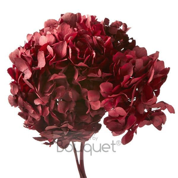 ΚΕΡΩΜΕΝΕΣ ΟΡΤΑΝΣΙΕΣ ΒΑΘΥ ΡΟΖ / PRESERVED HYDRANGEAS DEEP PINK