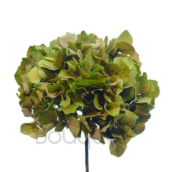 ΚΕΡΩΜΕΝΕΣ ΟΡΤΑΝΣΙΕΣ ΠΡΑΣΙΝΕΣ ΔΙΧΡΩΜΕΣ / PRESERVED HYDRANGEAS GREEN BICOLORED