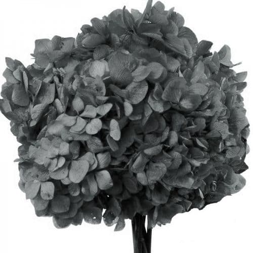 ΚΕΡΩΜΕΝΕΣ ΟΡΤΑΝΣΙΕΣ ΓΚΡΙ / PRESERVED HYDRANGEAS GREY - ΑΝΑΜΕΝΕΤΑΙ