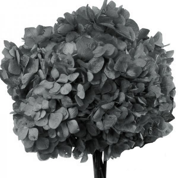 ΚΕΡΩΜΕΝΕΣ ΟΡΤΑΝΣΙΕΣ ΓΚΡΙ / PRESERVED HYDRANGEAS GREY - ΑΝΑΜΕΝΕΤΑΙ