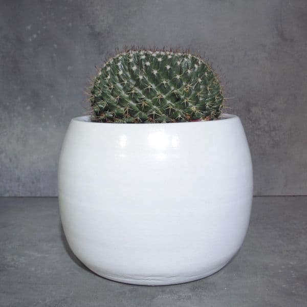 Κάκτος Rebutia που ανθίζει μέσα σε κεραμικό κασπό