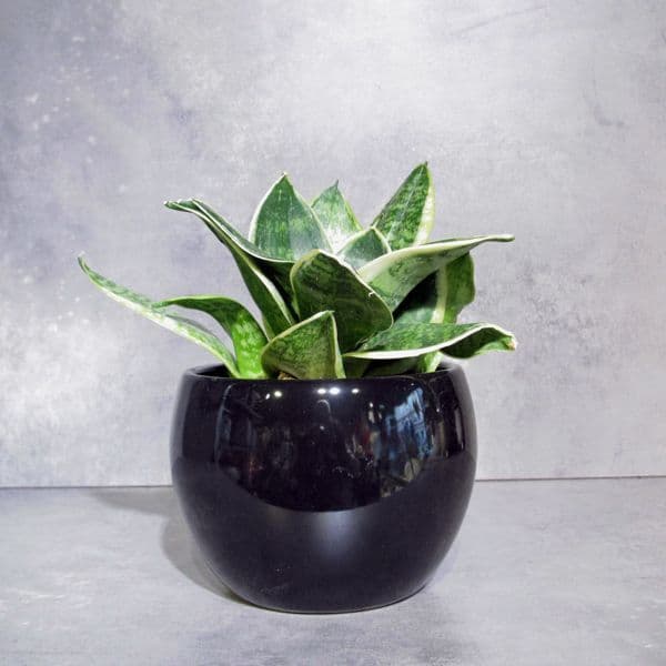 Μίνι Σανσιβέρια - Sansevieria Jade Pagoda μέσα σε κεραμικό κασπό