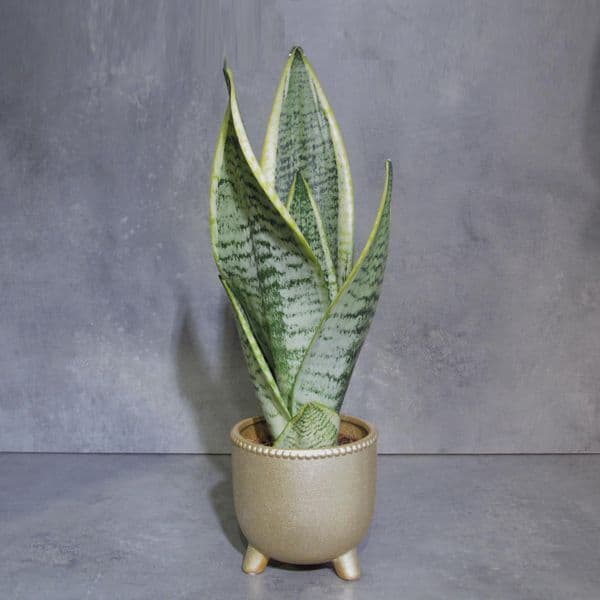 Σανσιβέρια - Sansevieria Superba μέσα σε κεραμικό κασπό