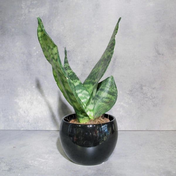 Σανσιβέρια - Sansevieria Zeylanica μέσα σε κεραμικό κασπό