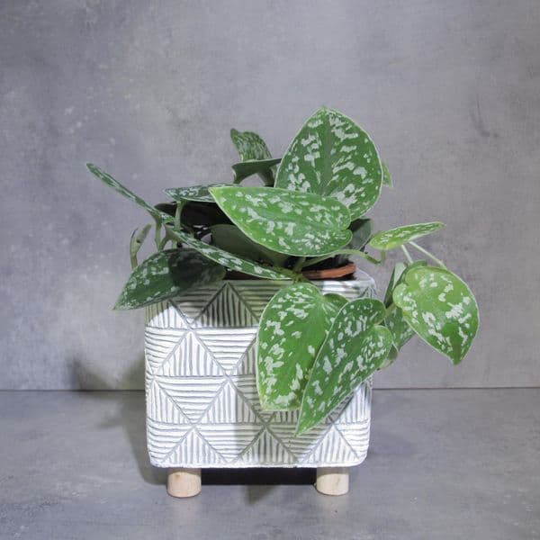 Σατέν Πόθος Scindapsus Pictus μέσα σε κεραμικό κασπό