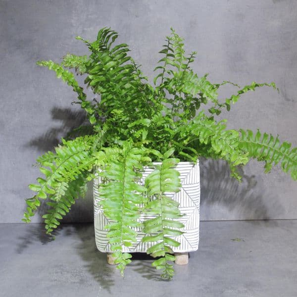 Φτέρη της Βοστώνης - Sword Fern μέσα σε κεραμικό κασπό