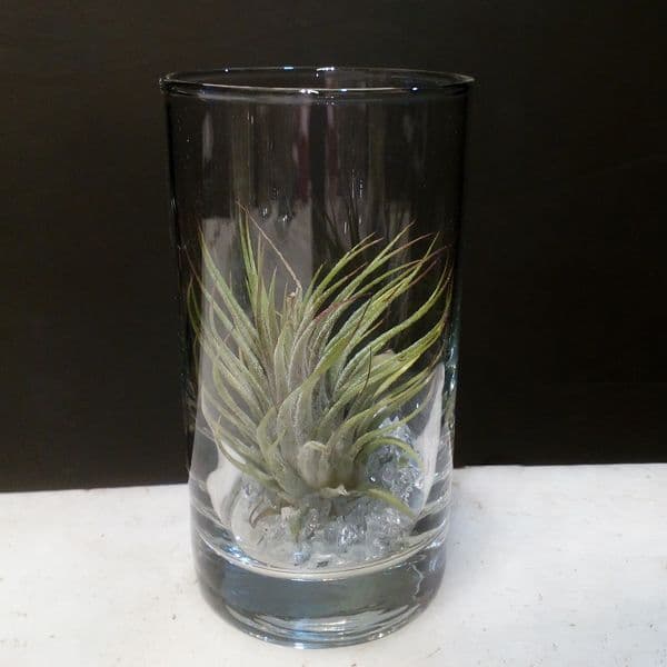 Αερόφυτο Τιλάνσια σε γυάλα - Tillandsia Ioantha Airplant