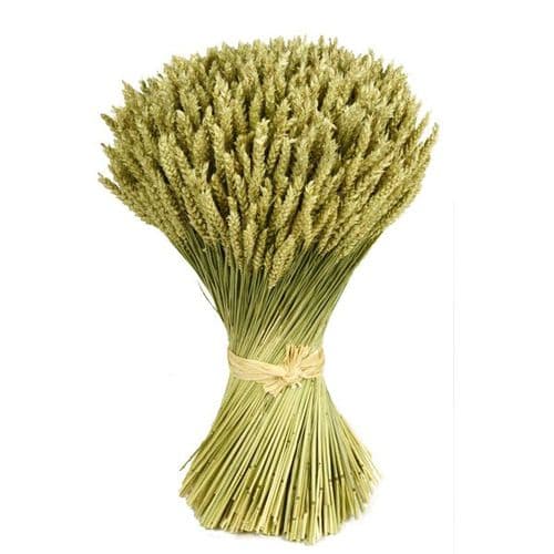 ΣΤΑΧΥΑ ΜΕΓΑΛΟ ΔΕΜΑΤΙ/ TRIGO FLOR LARGE BUNCH