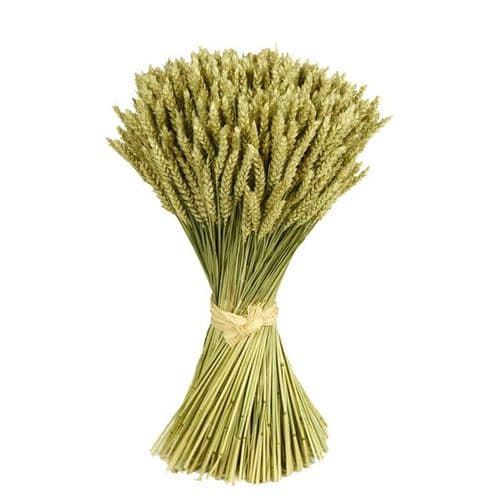 ΣΤΑΧΥΑ ΜΕΣΑΙΟ ΔΕΜΑΤΙ/ TRIGO FLOR MEDIUM BUNCH
