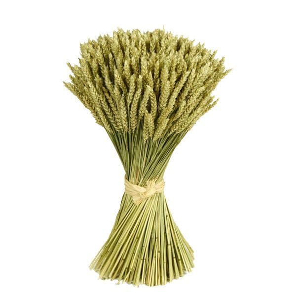 ΣΤΑΧΥΑ ΜΕΣΑΙΟ ΔΕΜΑΤΙ/ TRIGO FLOR MEDIUM BUNCH