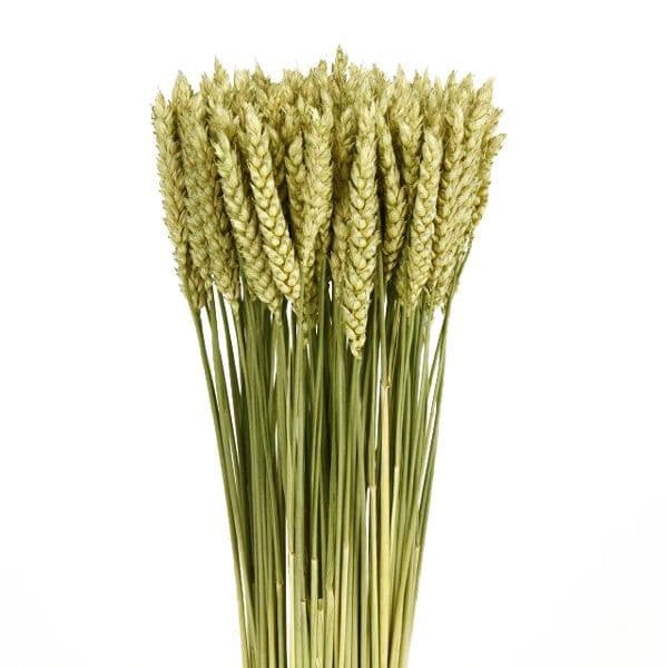 ΣΤΑΧΥΑ ΜΙΚΡΟ ΔΕΜΑΤΙ/ TRIGO FLOR SMALL BUNCH