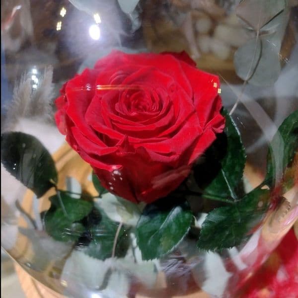 A forever rose in a dome / Διατηρημενο τριανταφυλλο μεσα σε θολο