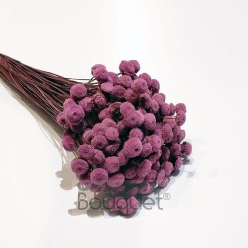BOTAO ΚΕΡΩΜΕΝΟ ΛΙΛΑ / PRESERVED BOTAO LILAC