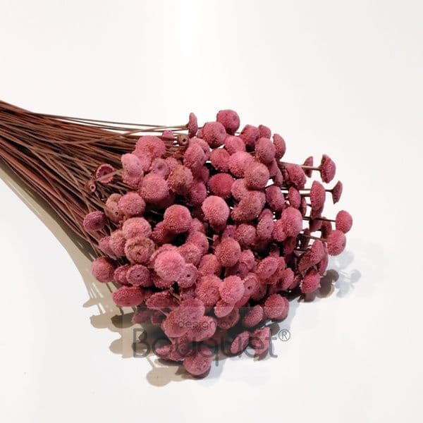 BOTAO ΚΕΡΩΜΕΝΟ ΡΟΖ / PRESERVED BOTAO PINK