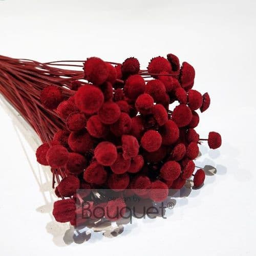 BOTAO ΚΕΡΩΜΕΝΟ ΚΟΚΚΙΝΟ / PRESERVED BOTAO RED
