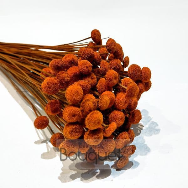 BOTAO ΚΕΡΩΜΕΝΟ ΤΕΡΑΚΟΤΑ ΠΟΡΤΟΚΑΛΙ/ PRESERVED BOTAO TERRACOTTA ORANGE