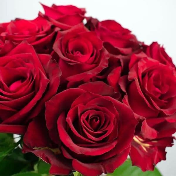 Bouquet of 10 Red roses / Μπουκετο με 10 τριανταφυλλα με μεγάλα άνθη