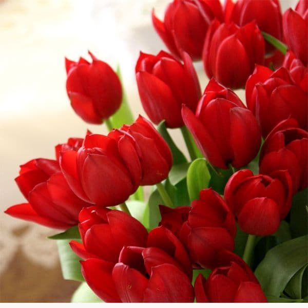 Bouquet of 20 red tulips / Μπουκέτο με κόκκινες τουλίπες
