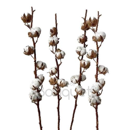 BOUQUET OF 4 COTTON STEMS - ΜΠΟΥΚΕΤΟ ΜΕ 4 ΒΑΜΒΑΚΙΑ