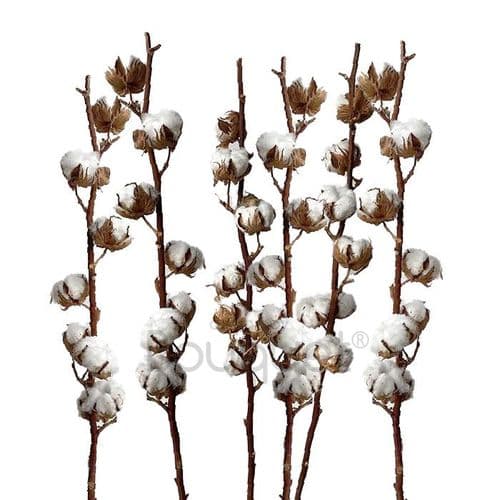BOUQUET OF 6 COTTON STEMS - ΜΠΟΥΚΕΤΟ ΜΕ 6 ΒΑΜΒΑΚΙΑ