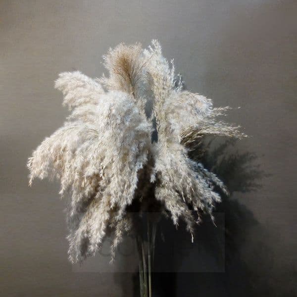 Classic Natural Pampas Grass - 110εκ