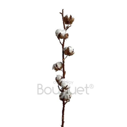 COTTON STEM - ΒΑΜΒΑΚΙ ΚΛΩΝΑΡΙ