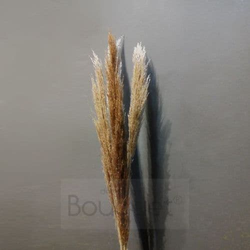 Dark sand Straight Pampas Grass - 130cm