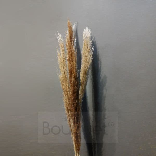 Dark sand Straight Pampas Grass - 130cm