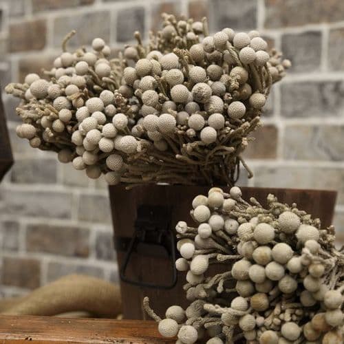 DRIED BRUNIA / αΠΟΞΗΡΑΜΕΝΗ ΜΠΡΟΥΝΙΑ