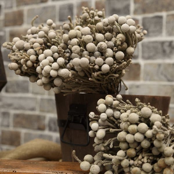 DRIED BRUNIA / αΠΟΞΗΡΑΜΕΝΗ ΜΠΡΟΥΝΙΑ